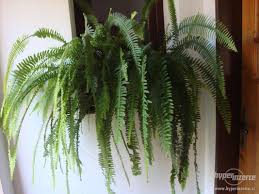 Image result for ledviník