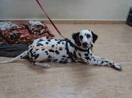 All shops saying higher price cess. 30 Days Old Dalmatian Puppies For Sale In Chennai Tamil Nadu