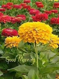 grace ~ - I love beautiful flowers & nature's . | Facebook