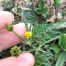 Image result for Chrysanthellum indicum