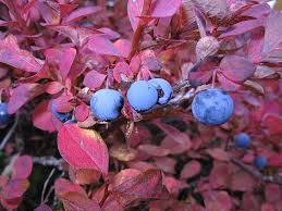 Image result for Vaccinium madagascariense