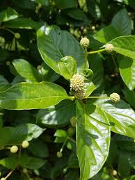 Image result for Cephalanthus