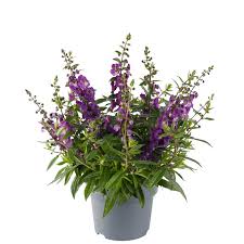 Image result for Angelonia
