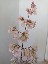 Image result for Begonia rubronervata