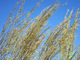 Image result for Andropogon gayanus