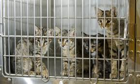 Check spelling or type a new query. National Adopt A Shelter Pet Day American Humane American Humane