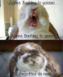 Happy Birthday Funny Rabbit Cute Bunny Pictures Bunny Pictures