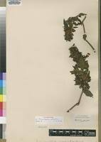 Image result for Mimulopsis