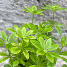 Image result for Galium