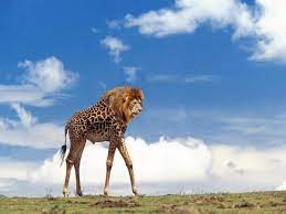 twitter animalmashups lionaff http t co 2jcysvfzdj tiere wild afrikanische tiere ausgestopftes tier