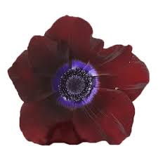 Any day is a good time to send flowers and put a smile on someone's face. Anemone Galil Bordeaux Cut Anemones Ranunculus Flower Suppliers Wholesale Flowers Direct