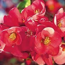 Image result for Chaenomeles japonica