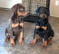 European doberman puppies for sale ontario. Meet Boomer And Lola European Bred Doberman Puppies For Sale In Lucknow Ontario Nice Pets Online