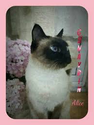 Tulay Kusbeci Adli Kullanicinin Alice Panosundaki Pin Kedi Siyam Kedileri