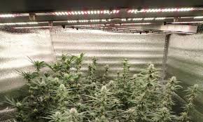 Grow lights play an extremely important role in growing succulents indoor. Led Grow Lights Near Me Where Can I Buy Led Grow Light If There Are No Shops Near Me 420 Big Bud