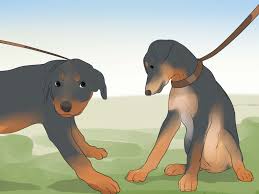 how to care for a rottweiler puppy 14 steps with pictures