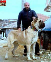 Kangal Dog Kangal Dog Giant Dogs Large Dog Breeds