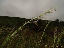 Image result for Hyparrhenia rufa