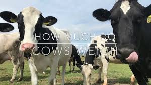 Make a record card for the calf (tattoo, sire, dam, birth date, and birth weight.) How Much Do Cows Weigh Dairy Moos