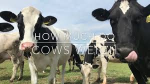 They are quite muscular about their crests and shoulders and are considerably less refined throughout than are the females. How Much Do Cows Weigh Dairy Moos