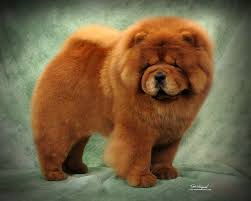 So, we decided to survey the popular dog forums, such as the chow chow subreddit, to answer this question. Chow Chow Breed Cost Novocom Top
