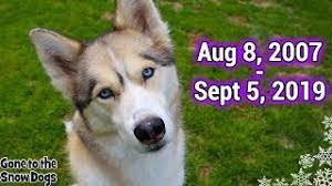 Check spelling or type a new query. Run Free Shelby The Husky Rip We Will Miss You Youtube