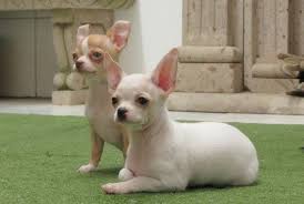 Pin En Lovely Chihuahuenos