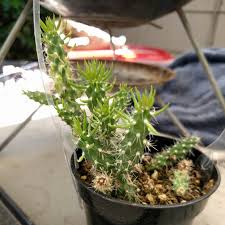 It can be a long. Cylindropuntia Mini Cholla Cactus Succulent Plants Live Plants