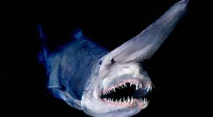 These teeth have a smaller lingual protuberance and a shallow nutrient groove. 20 Facts To Get Acquainted With Goblin Sharks Animal Hype