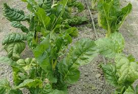 Image result for Spinacia oleracea