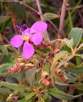 Image result for Dissotis princeps