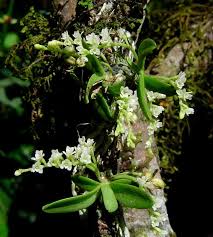 Image result for Angraecum sacciferum