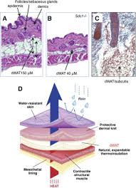 Across aging, adipose tissue (at) changes its quantity and distribution: Dermal White Adipose Tissue A New Component Of The Thermogenic Response Journal Of Lipid Research