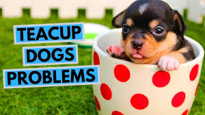 Maybe you would like to learn more about one of these? 15 Best Teacup Dog Breeds 2021 And What You Must Know About Them