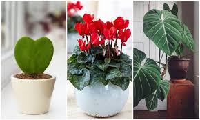 Töltsd le ezt a szabadon felhasználható képet a virágok szobanövények bloom témakörben, a pixabay szabadfelhasználású képektől és videóktól roskadozó könyvtárából. Romantikus Szobanovenyek 10 Szepseg Amely Sziv Alaku Levelevel Diszit Morzsafarm