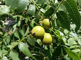 Image result for Juglans