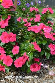 Check spelling or type a new query. The Best Annual Flowers Gingham Gardens