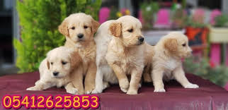 Golden Irk Ozellikleri Retriever Golden Retriever