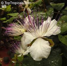 Image result for Capparis fascicularis
