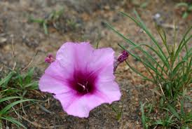 Image result for Ipomoea bolusiana