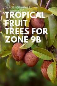Growing tropical fruit trees is one of the best reasons to live in florida. Growing Tropical Fruit Trees Zone 9b Growing Fruit Trees Fruit Trees Fruit Tree Garden