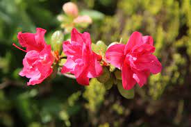 Top 10 Flowers In Chinese Culture Know About Flowers In China