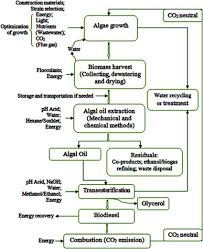 A Schematic Diagram Of Microalgae Production For Biodiesel