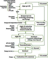 a schematic diagram of microalgae production for biodiesel