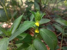 Image result for Justicia flava