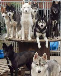 Do Siberian Huskies Get Along With German Shepherds Petskb