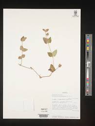 Image result for Stemodiopsis buchananii