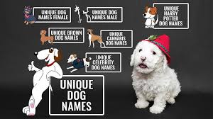 Or you can even look at the names of famous dogs! 256 Unique Dog Names Unusual Male And Female Dog Names Petmoo