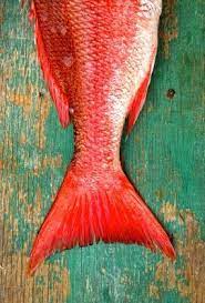 Euphemia Haye S Chef Ray S Red Snapper Portuguese Cannons Marina Red Snapper Fish Red Fish