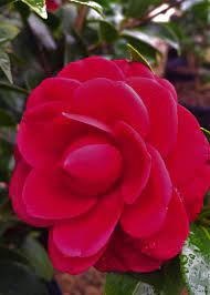 Pin On Camellias Camellias Camellias